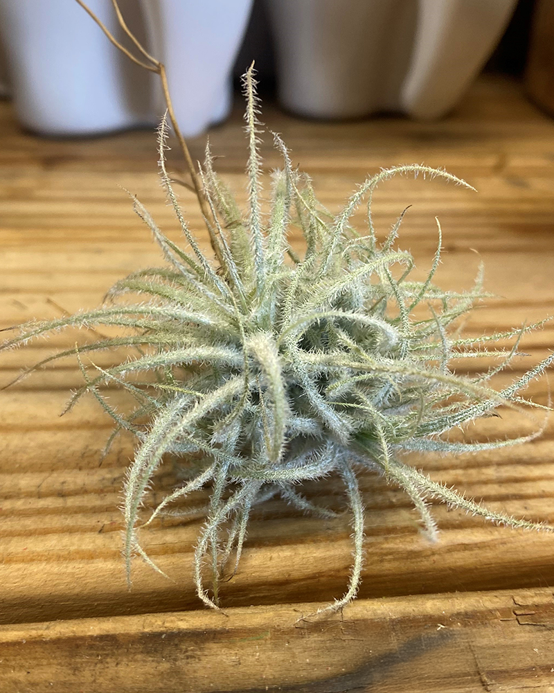 Tillandsia Tectorum Snow Ball 1-2"