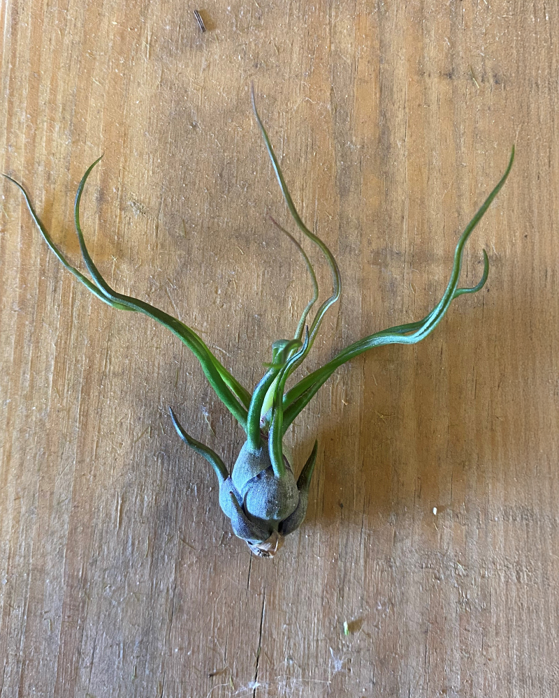 Tillandsia Bulbosa Guatemala 4-5"