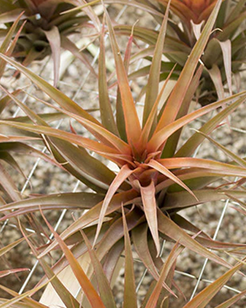 Tillandsia Capitata Guzmanoides 6"