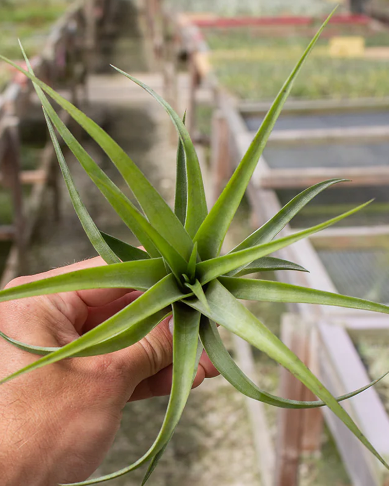 Tillandsia Flexuosa Vivipera 2-3"