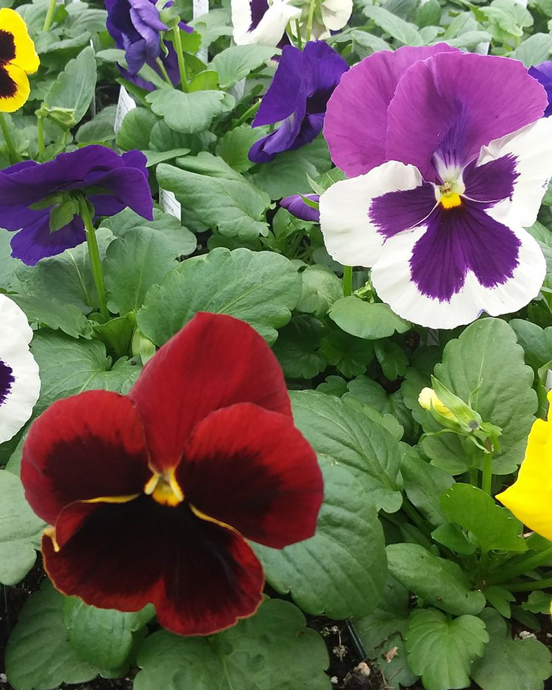 Pansy 'Giant Face Mix' 3.5"