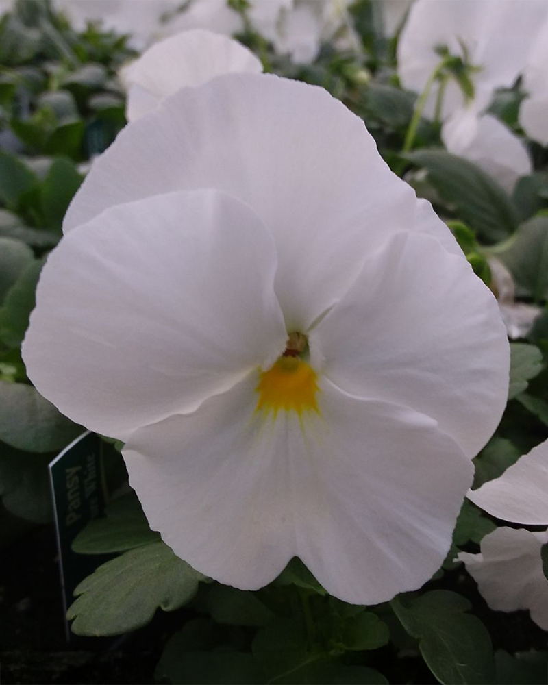 Pansy 'Pure White' 3.5"