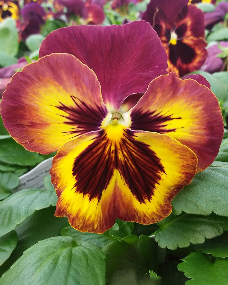 Pansy 'Sangria' 3.5"