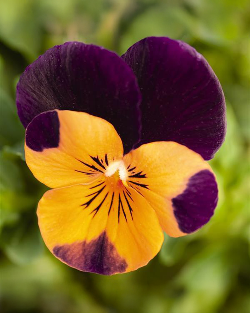 Viola 'Admire Orange Purple Wing' 3.5"