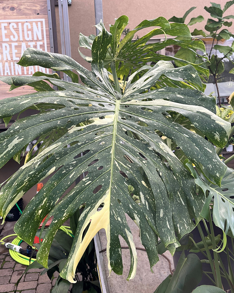 Monstera Thai Constellation #15