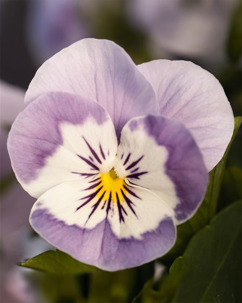 Viola 'Admire Pink Surprise' 3.5"