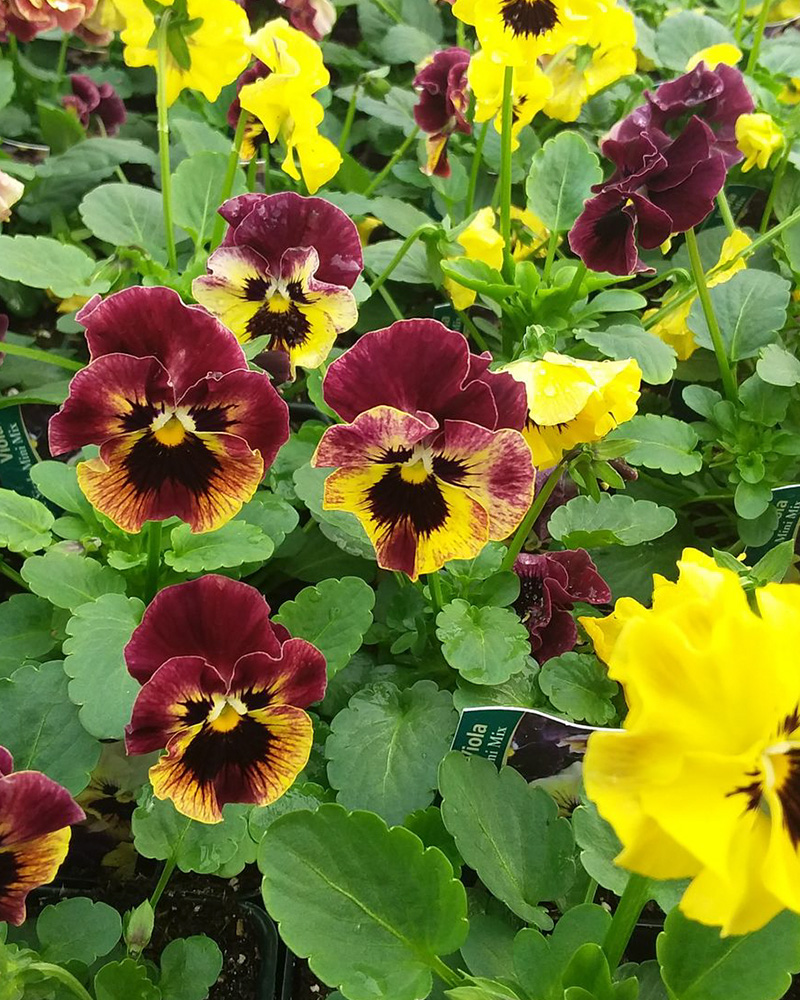 Viola 'Frizzle Sizzle Mini'