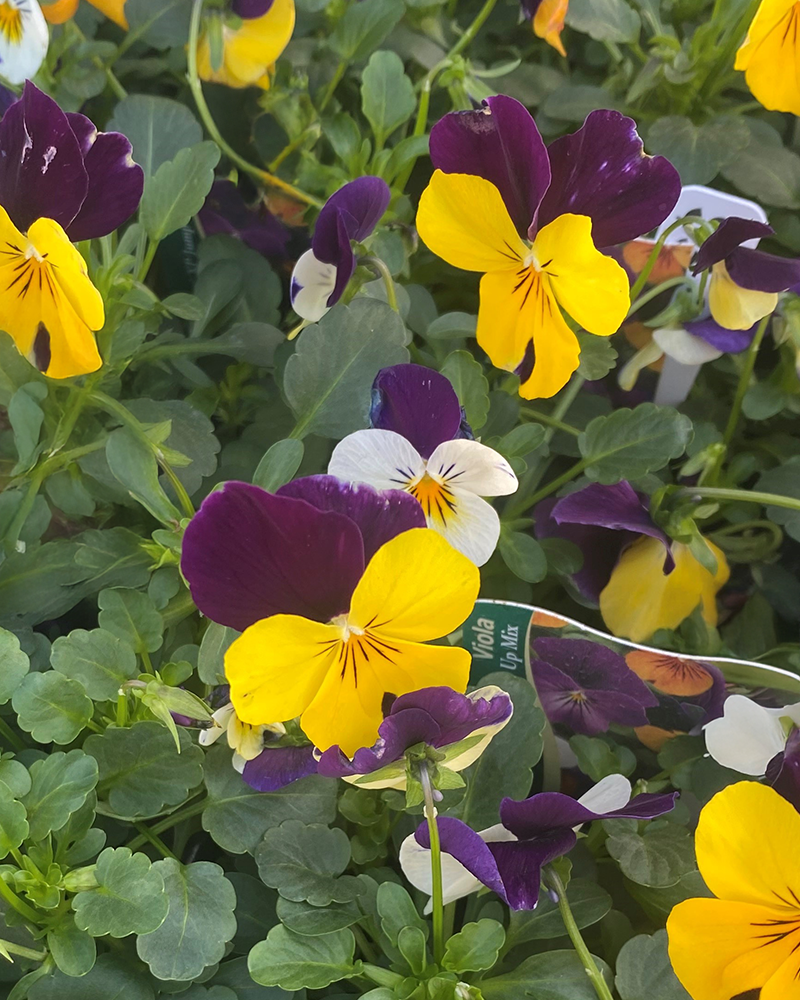 Viola 'Sorbet Jump Up Mix' 3.5"