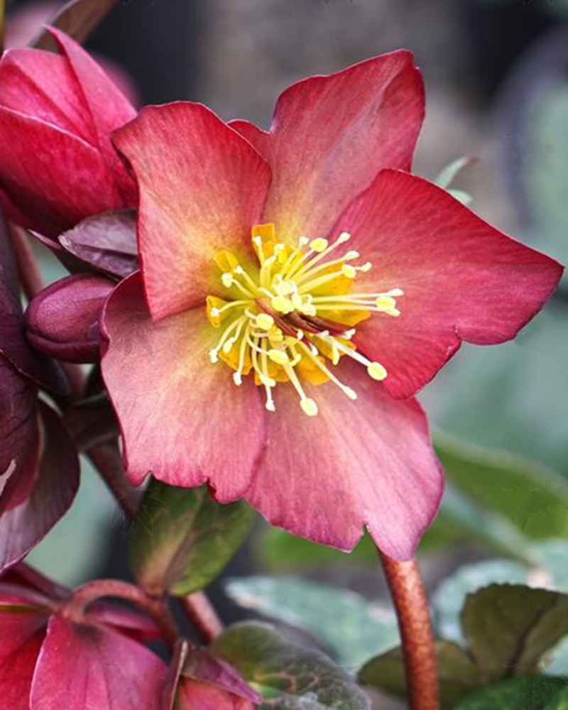 Mindy Marble Hellebore #1<br><i>Helleborus \'Mindy Marble\'</br></i>