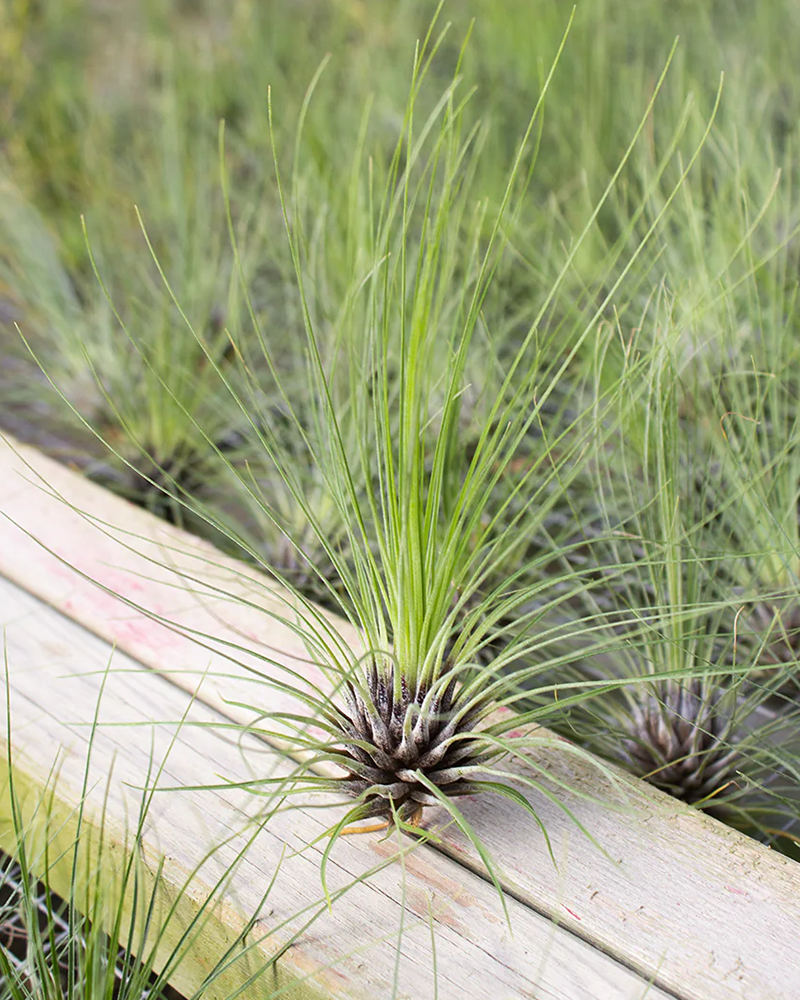 Tillandsia Filifolia