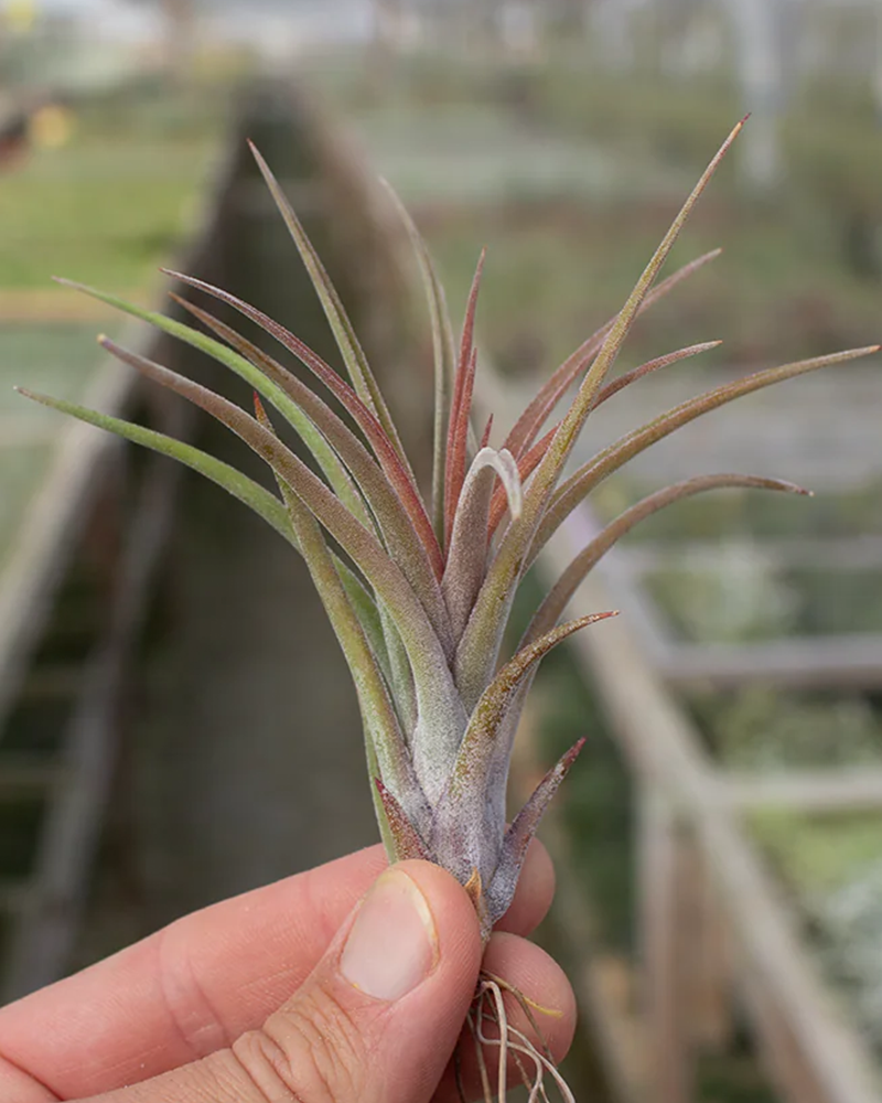 Tillandsia Baileyi X Ionantha