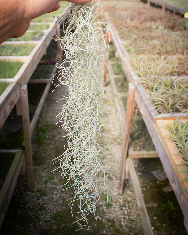 Tillandsia Usneoides Chiapas