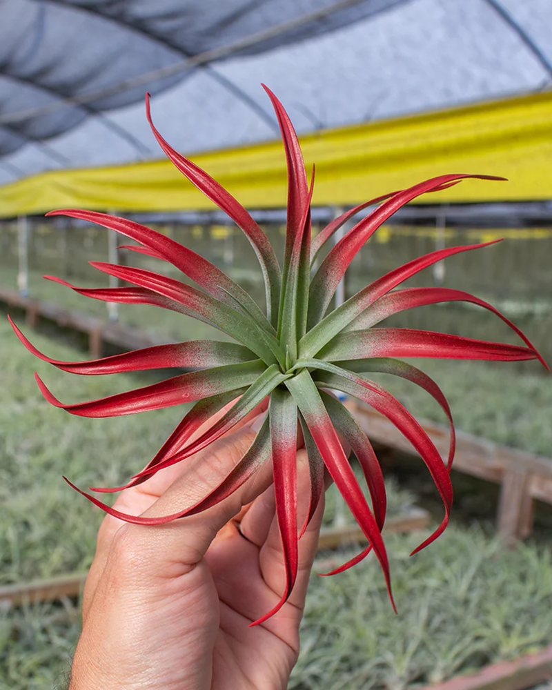 Tillandsia Capitata Red 5-6"