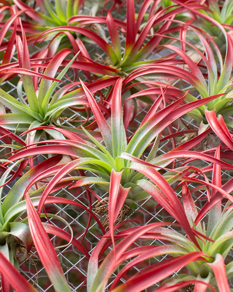 Tillandsia Capitata Red 5-6\"