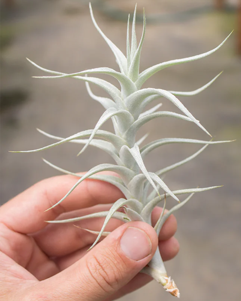 Tillandsia Albida Minor 3-4"