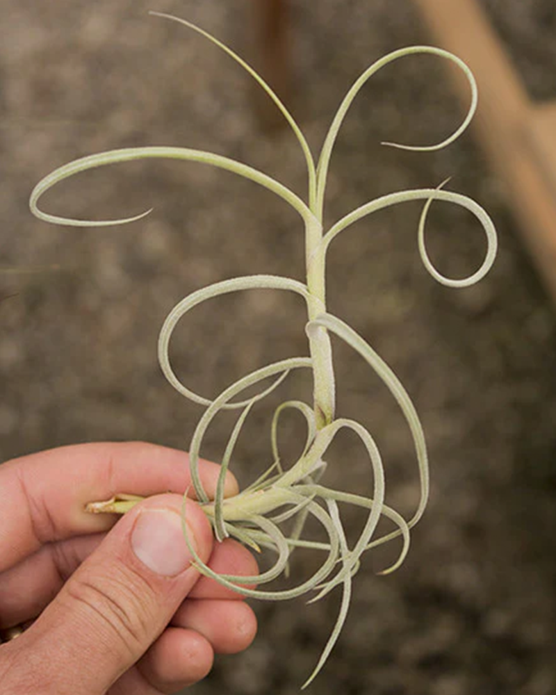 Tillandsia Crocata Giant Form 3-4"