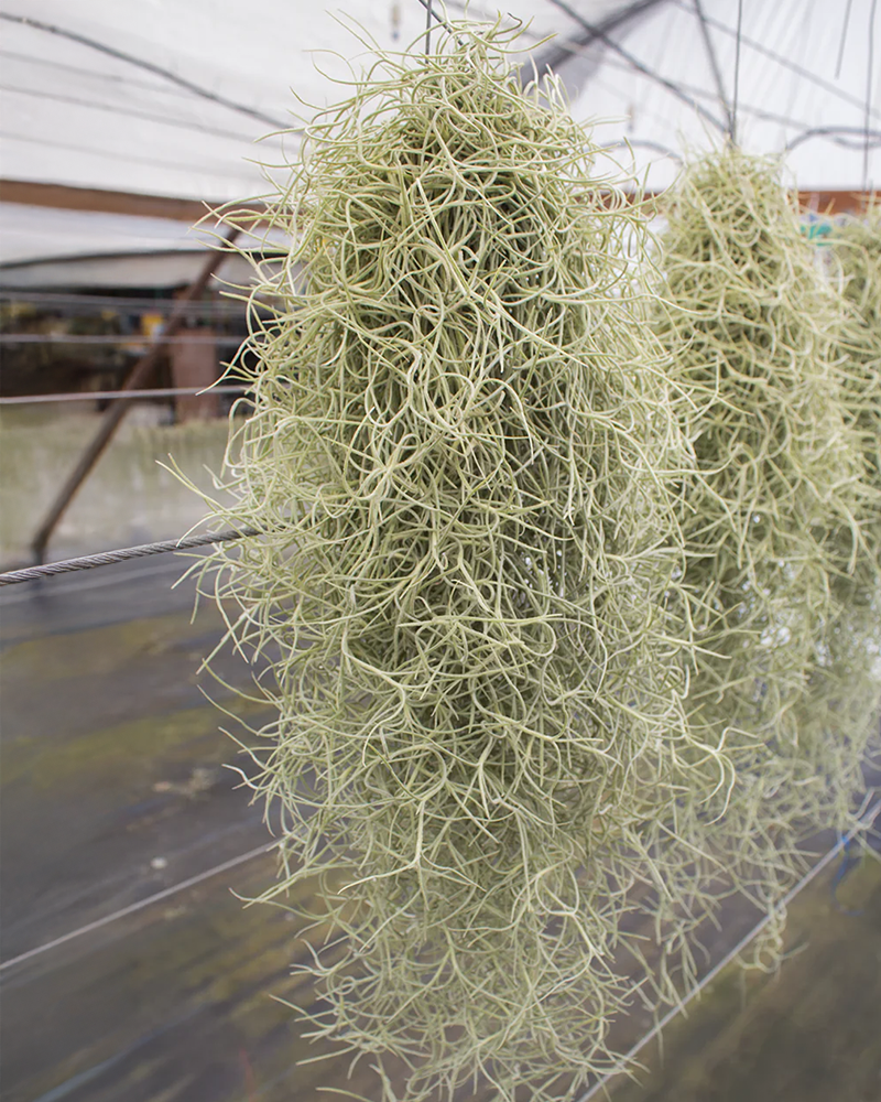 Tillandsia Usneoides Silver Sage