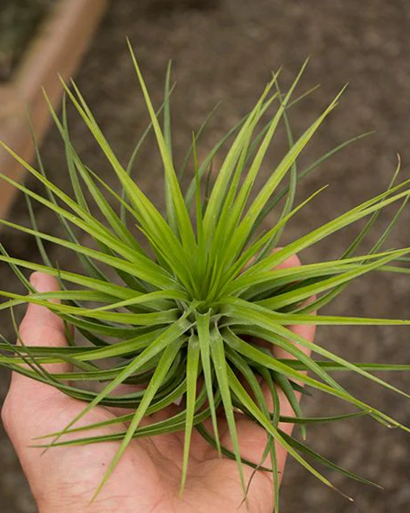 Tillandsia Stricta Hugo 6-7"