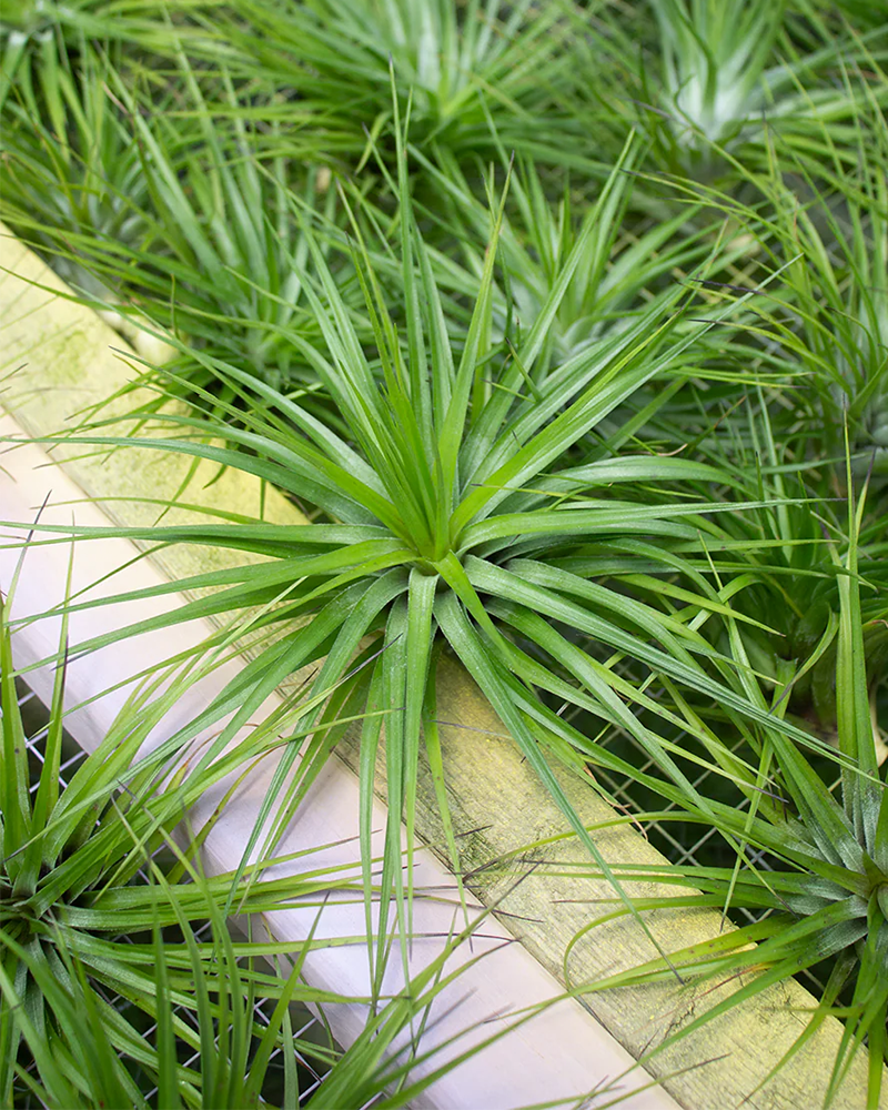 Tillandsia Stricta Hugo 6-7\"