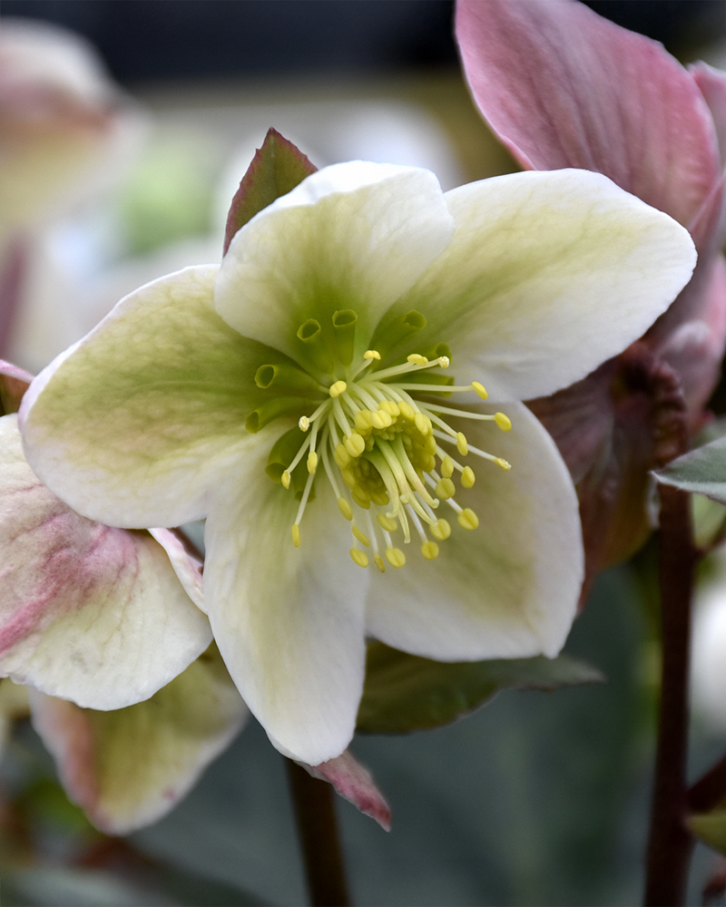 Ivory Prince Hellebore #1<br><i>Helleborus 'Walhelivor'</br></i>