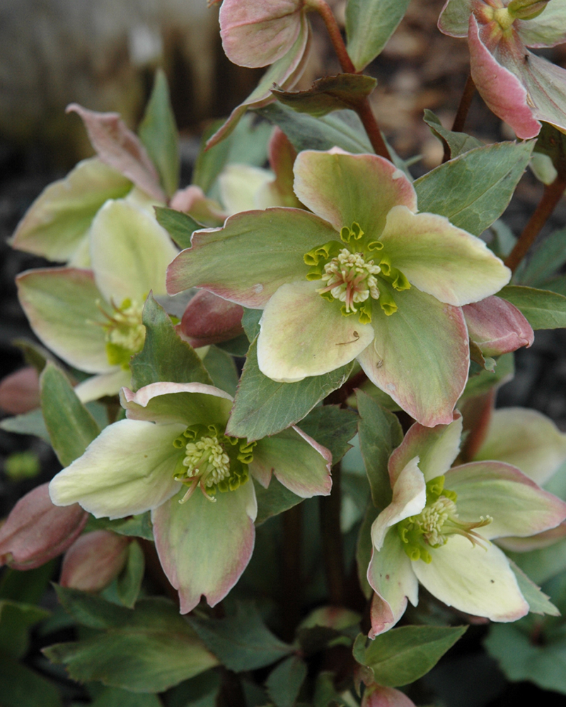 Ivory Prince Hellebore #1<br><i>Helleborus \'Walhelivor\'</br></i>