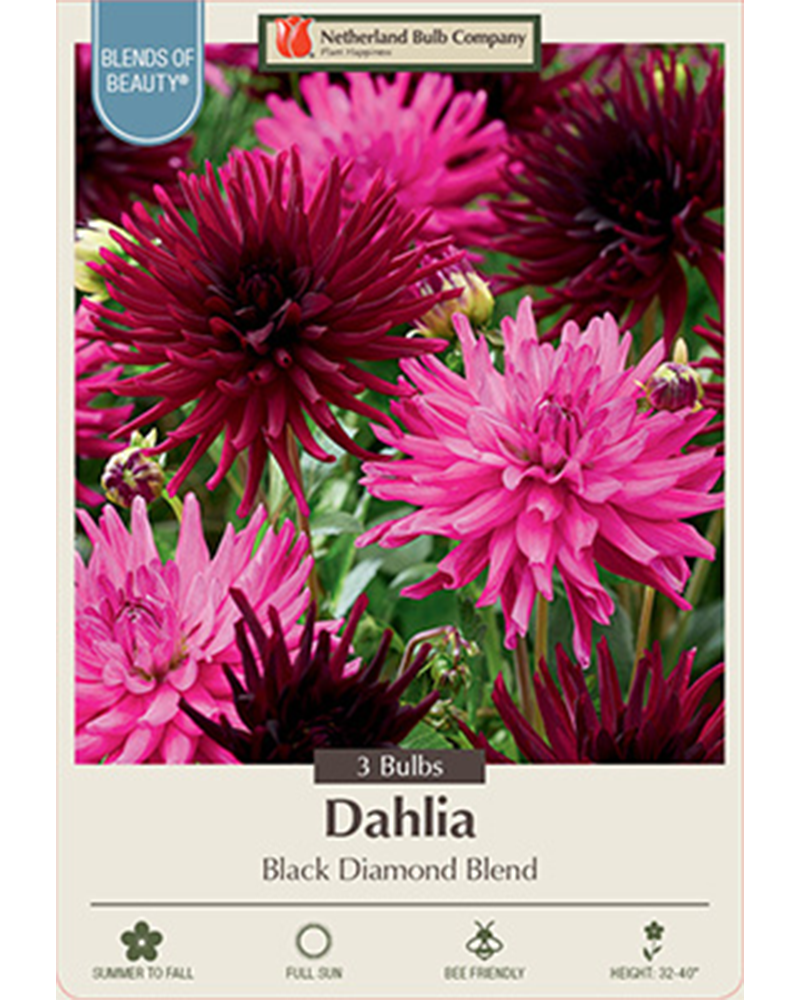 Dahlia Cactus Black Diamond Blend