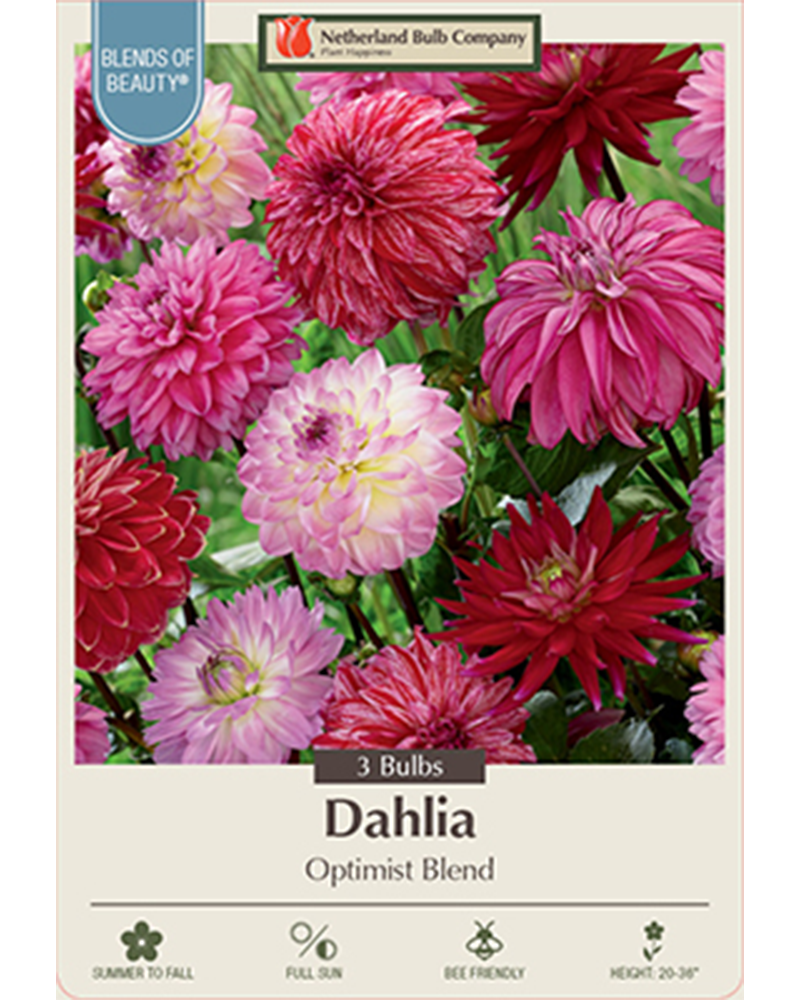 Dahlia Optimist Blend