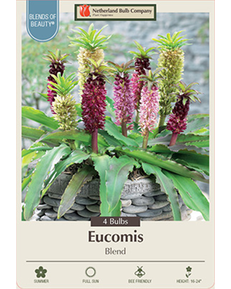 Eucomis Blend