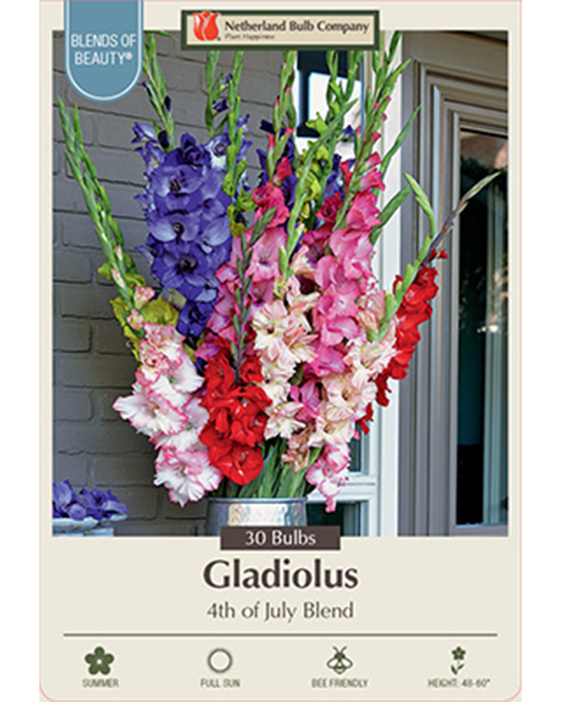 Gladiolus 4th of July Blend