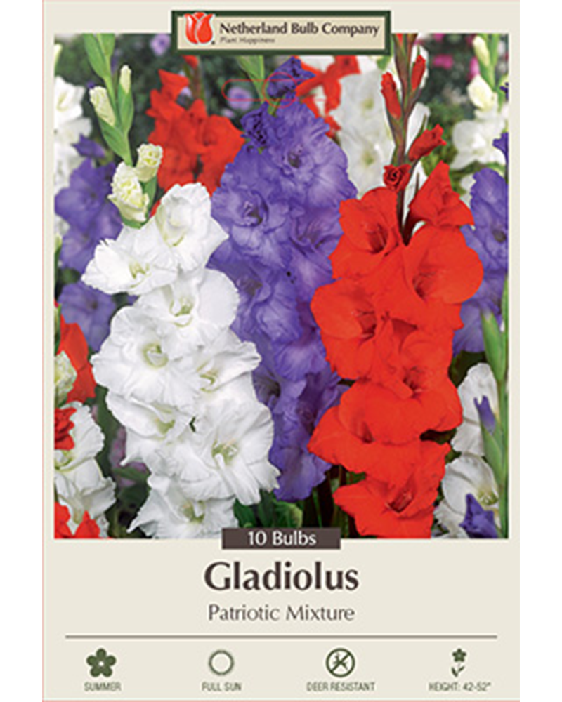 Gladiolus Patriotic Mixture