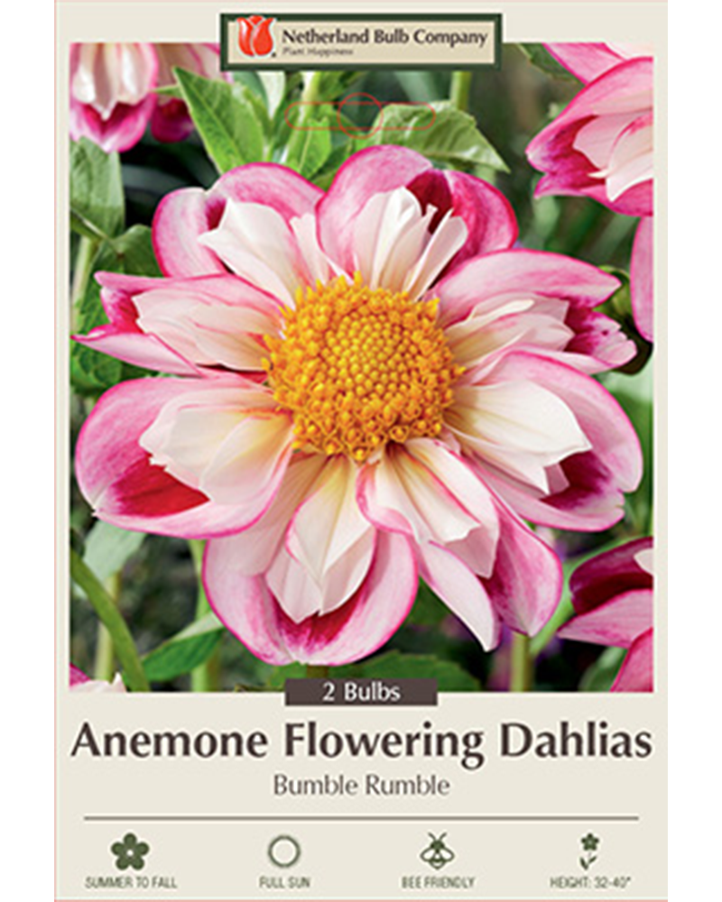 Dahlia Anemone Bumble Rumble