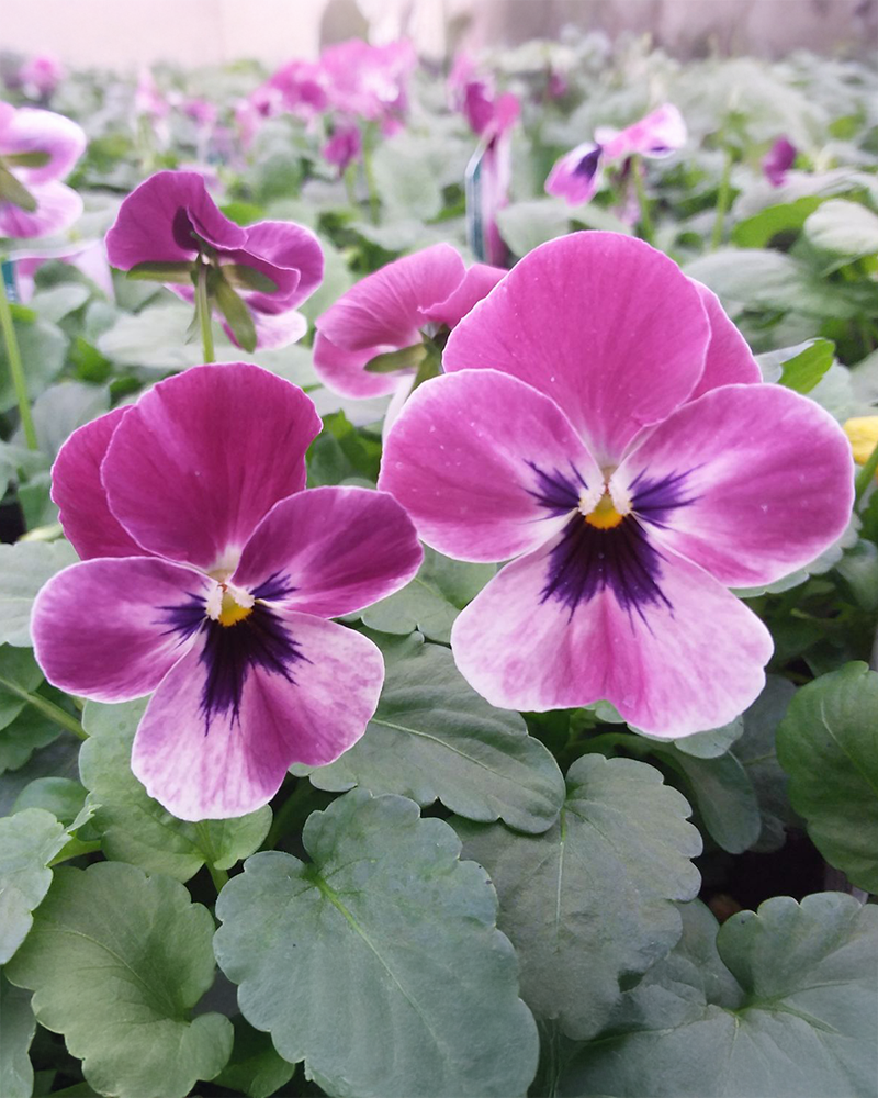 Viola 'Sorbet Raspberry XP"