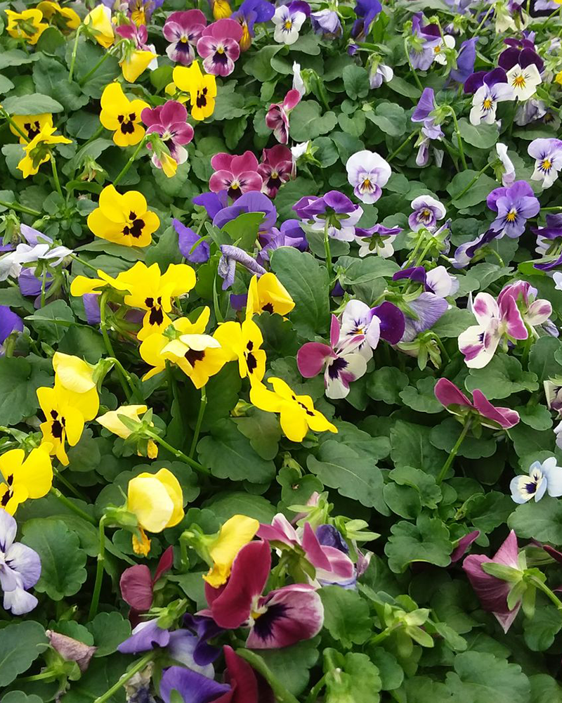 Viola 'Sorbet Spring Select Mix XP' 3.5"