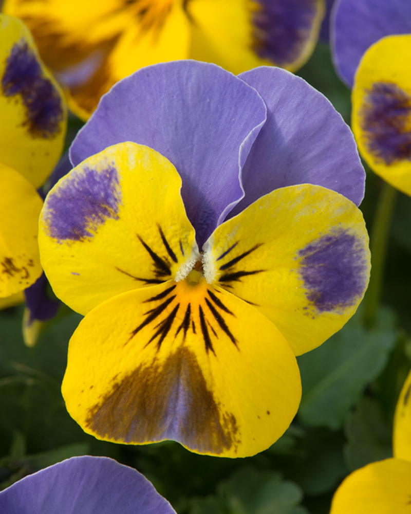 Viola 'Sorbet Yellow Blue Jump Up XP' 3.5"