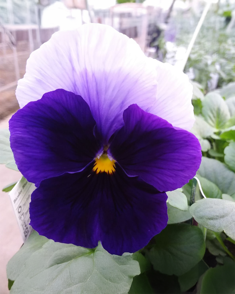 Pansy 'Bicolor Blue & Purple' 3.5"