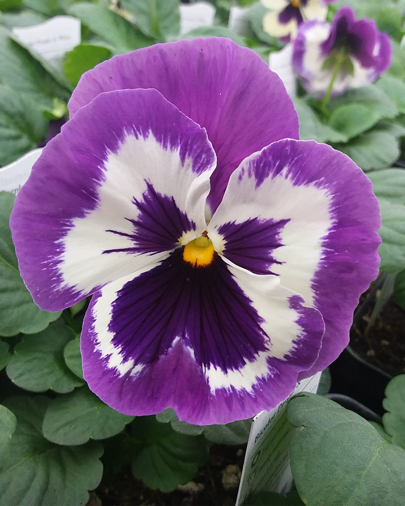 Pansy 'Bicolor Purple & White' 3.5"