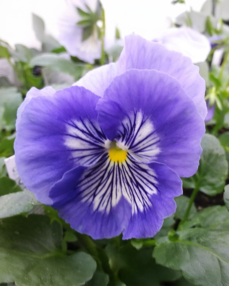 Pansy 'Cats Plus Marina' 3.5"