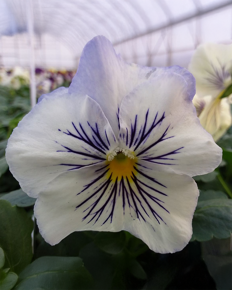 Pansy 'Cats Plus White' 3.5"