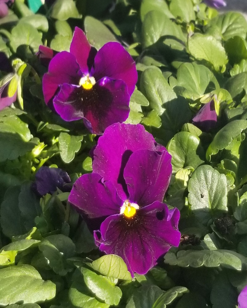 Pansy 'Purple Purple' 3.5"