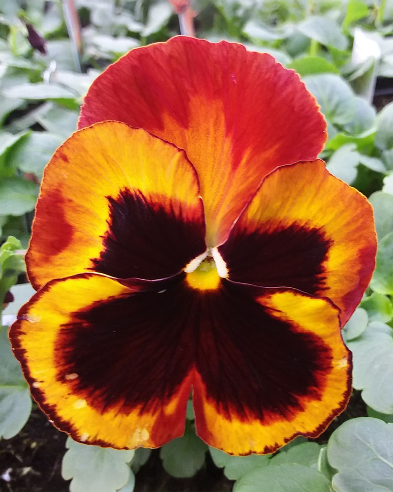 Pansy 'Solar Flare' 3.5"