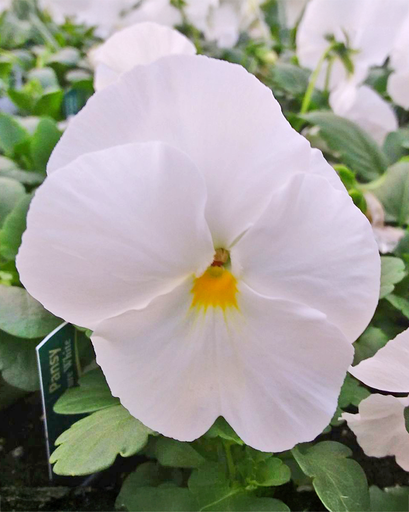 Pansy 'Pure White' 3.5"