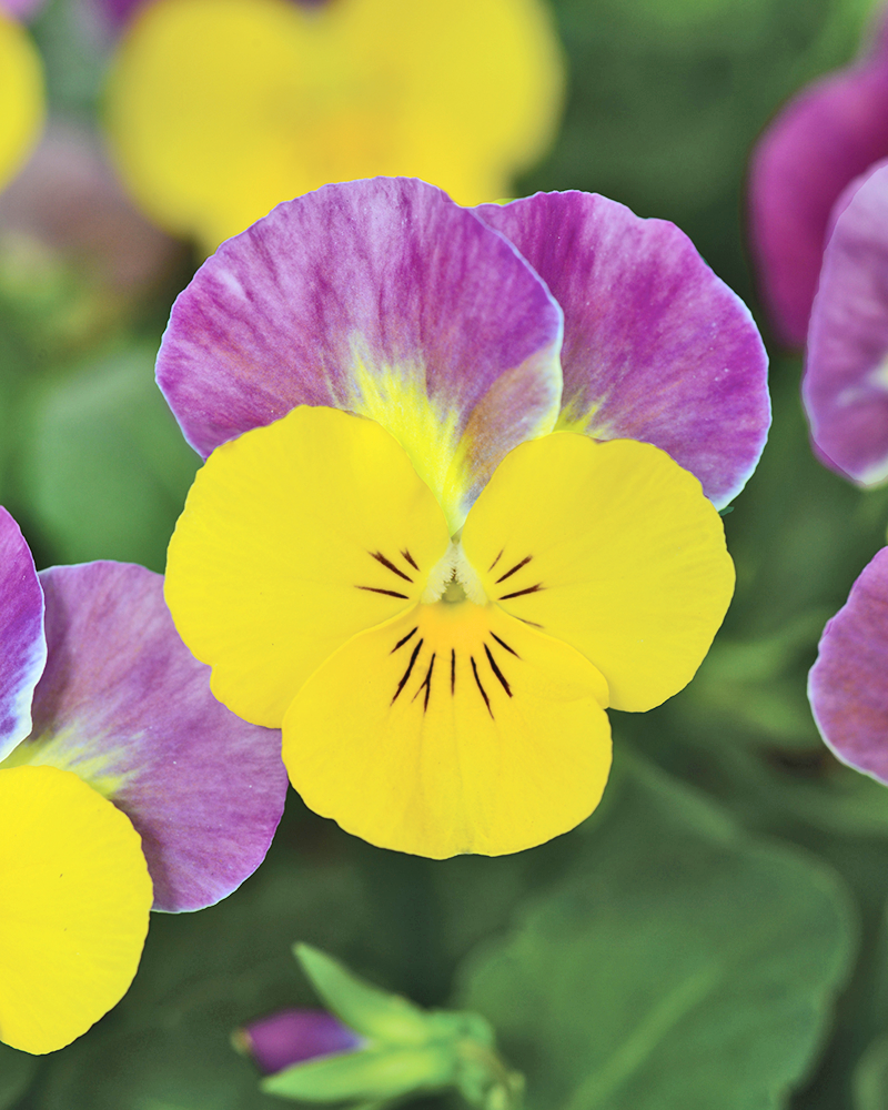 Viola 'Sorbet Yellow Pink Jump Up XP' 3.5"