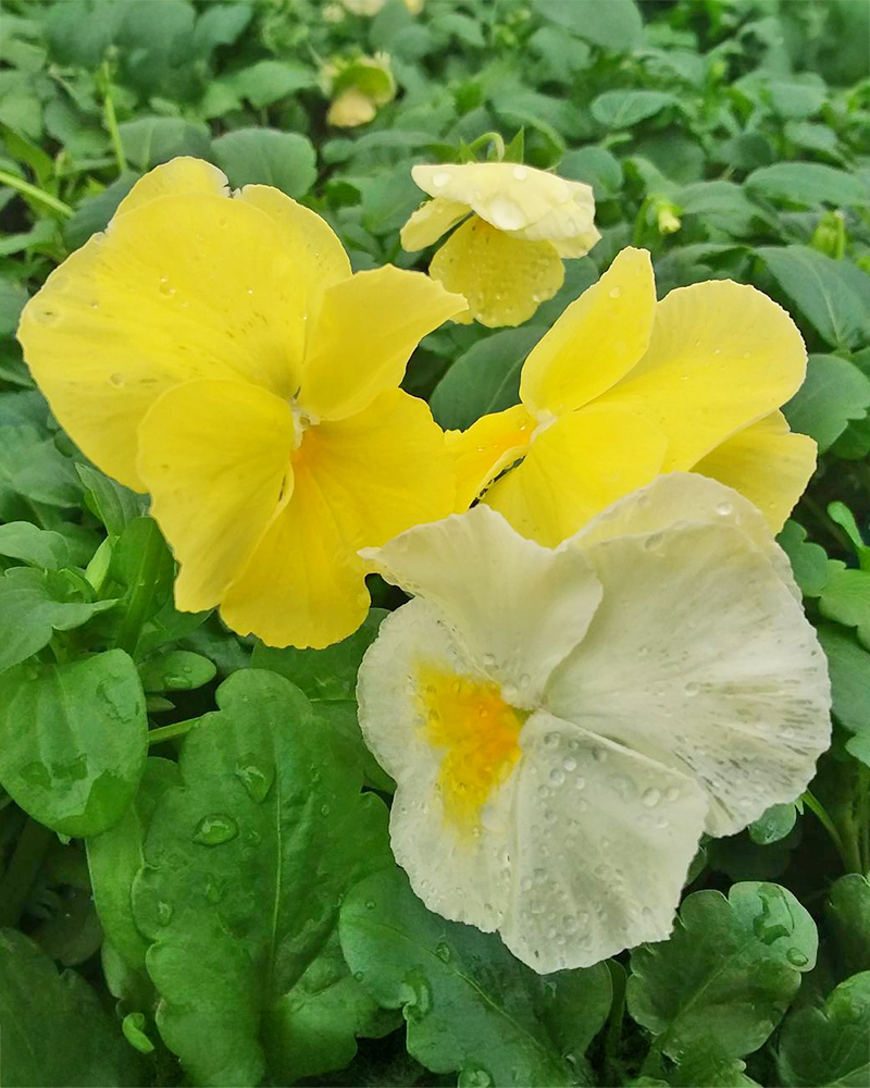 Pansy 'Daffodil Mix' 3.5"