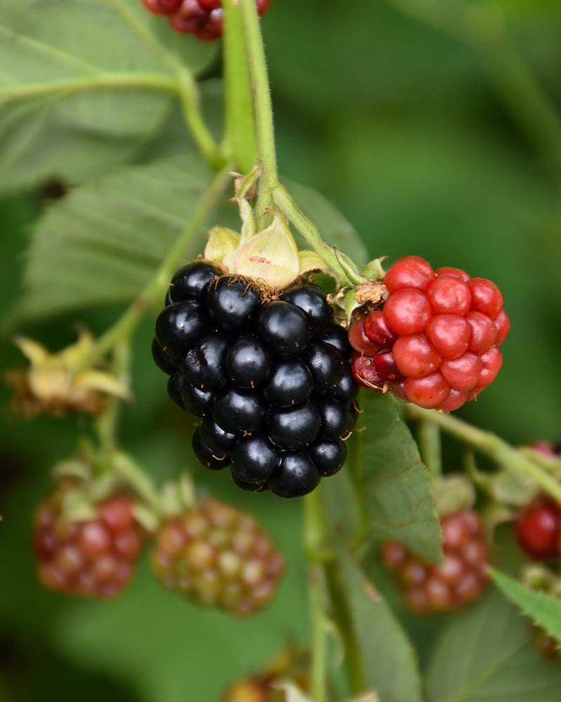 Triple Crown Blackberry 5.5"<br><i>Rubus 'Triple Crown'</br></i>