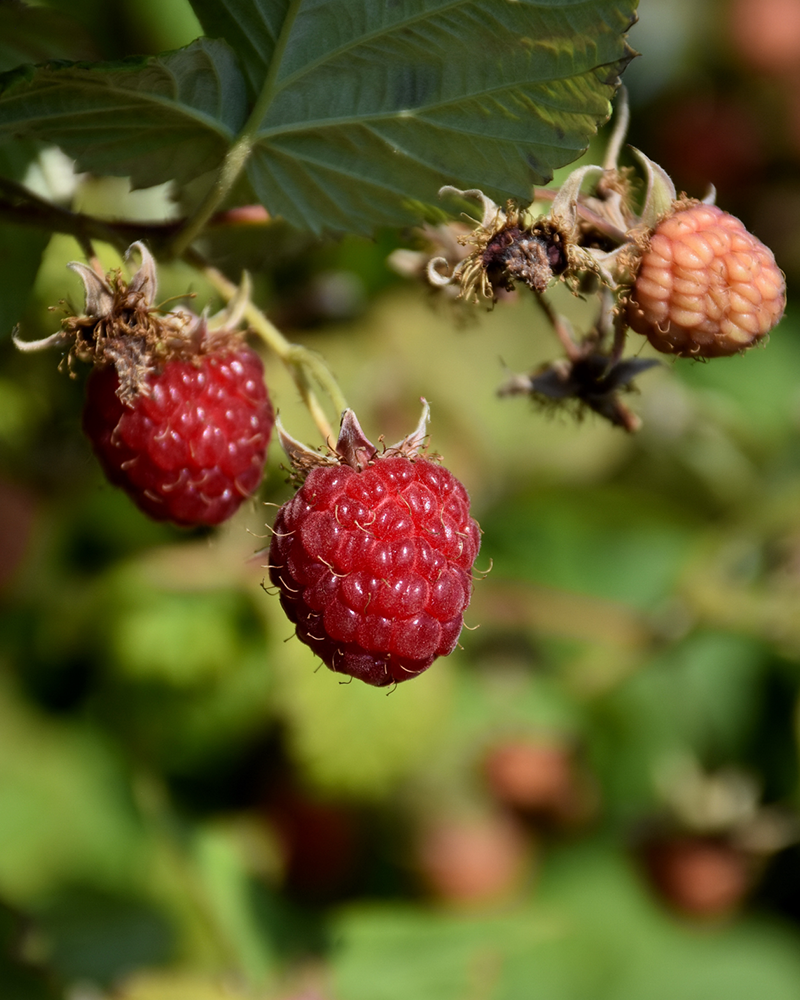 Caroline Raspberry 5.5"<br><i>Rubus 'Caroline'</br></i>