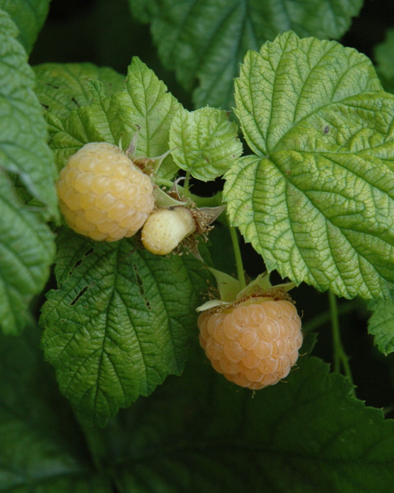 Fall Gold Raspberry 5.5"<br><i>Rubus 'Fall Gold'</br></i>