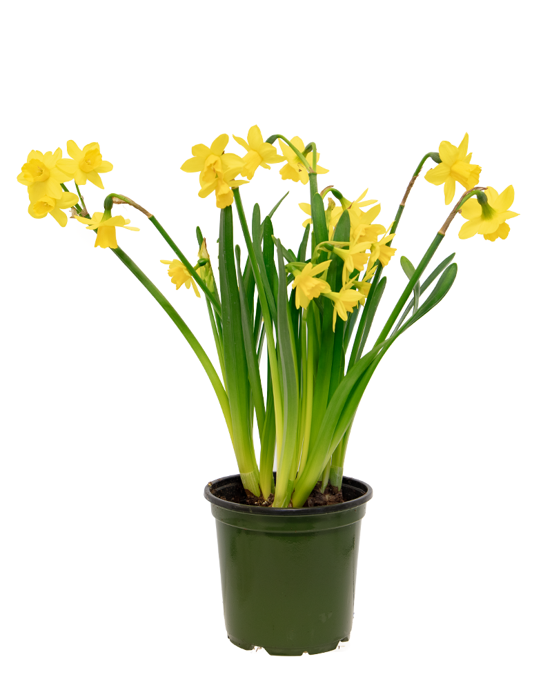 Narcissus 'Tete a Tete' Potted Bulbs 4.5"