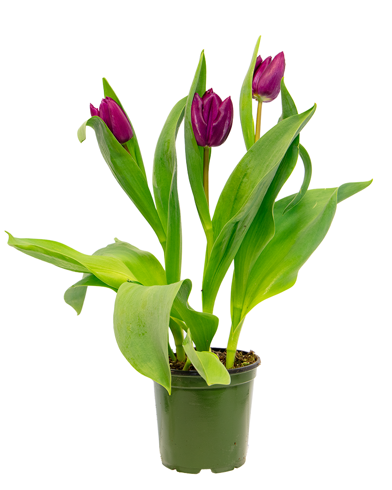 Tulip 'Purple' Potted Bulbs 4.5"