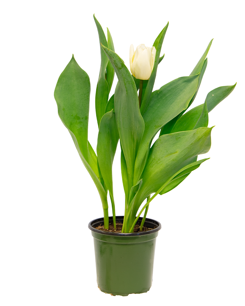 Tulip 'White' Potted Bulbs 4.5"