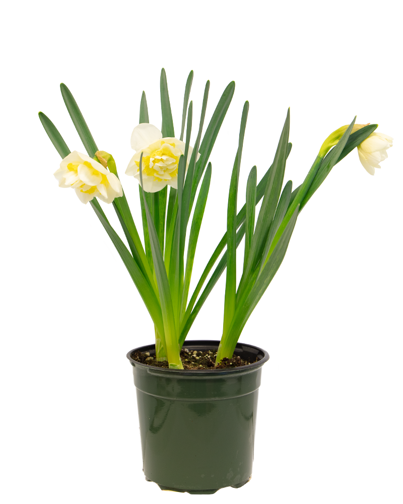 Narcissus 'Dr. Witteveen' Potted Bulbs 6"